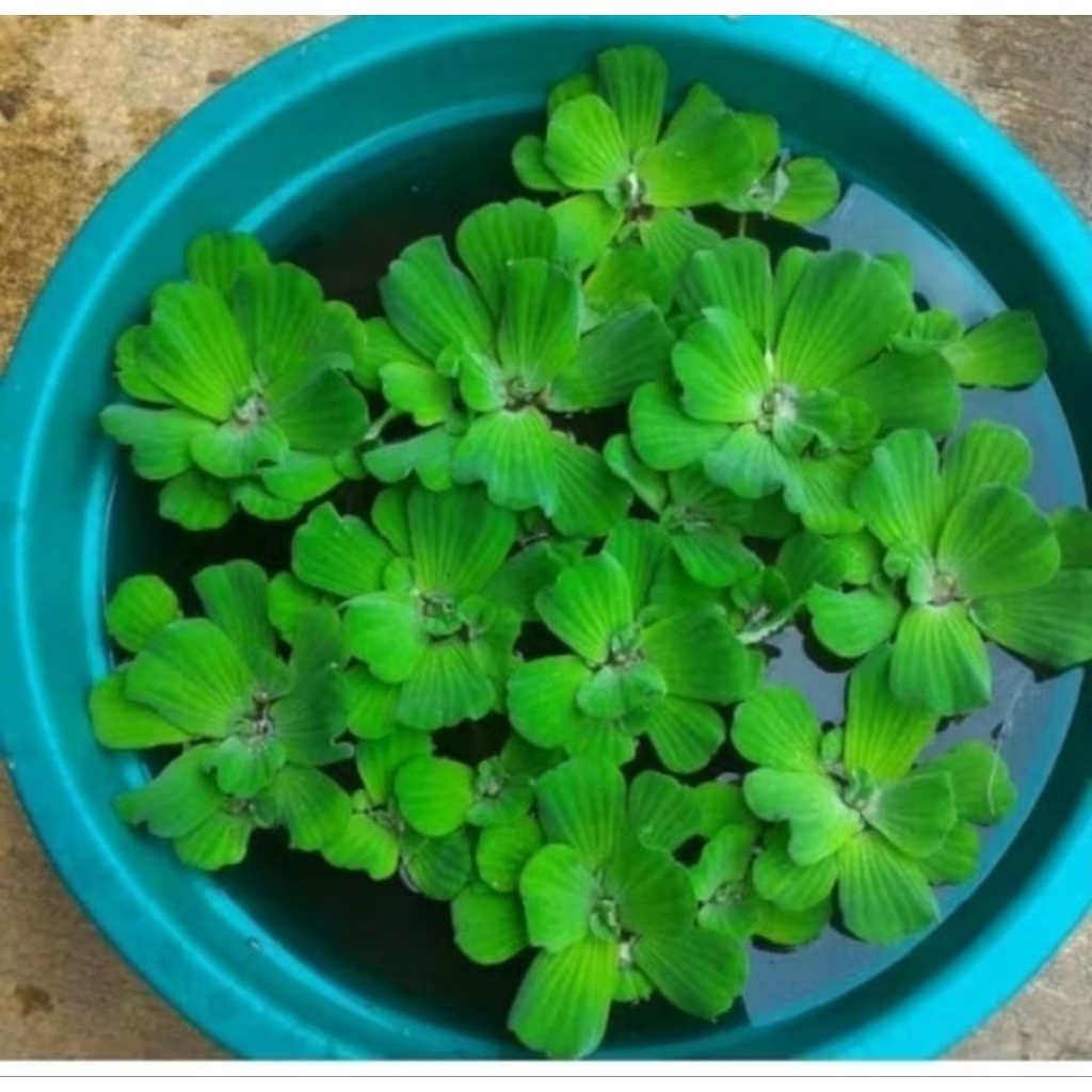 tanaman hias kolam ikan aquarium pijah ikan penejernih air kolam penyerap racun air