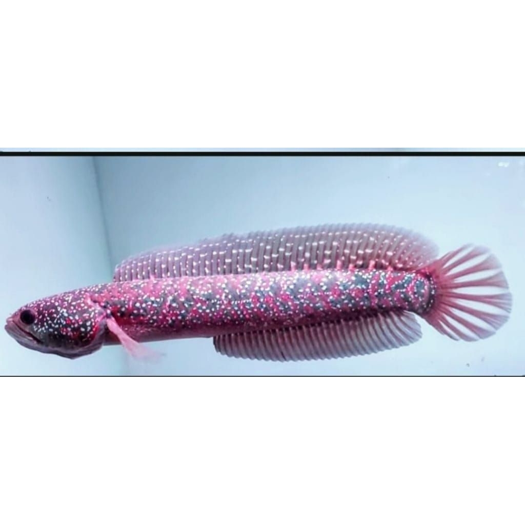 asiatica rsp kalimaya 12cc