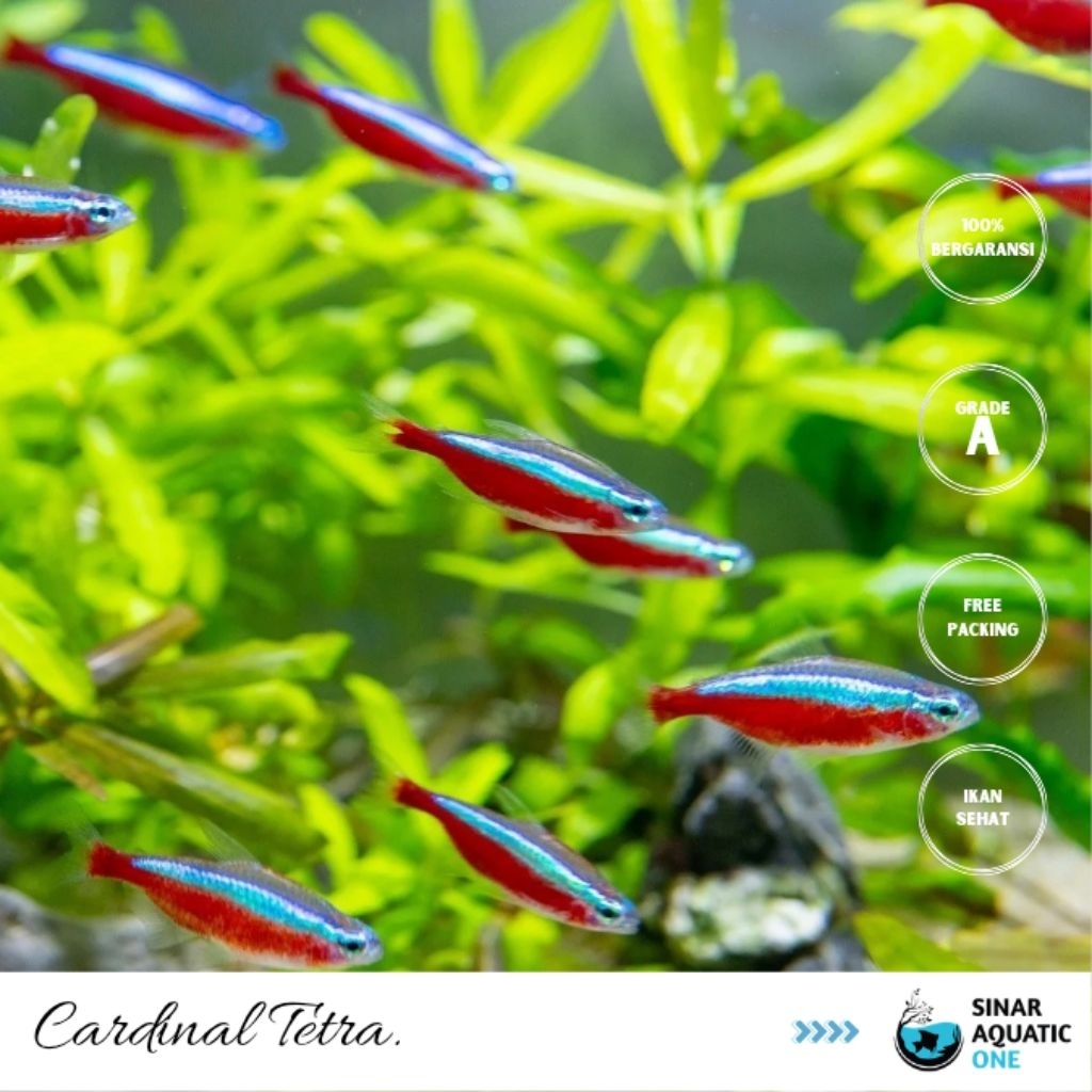 Cardinal Tetra / Neon Tetra / Rednose Tetra Ikan Hias Air Tawar
