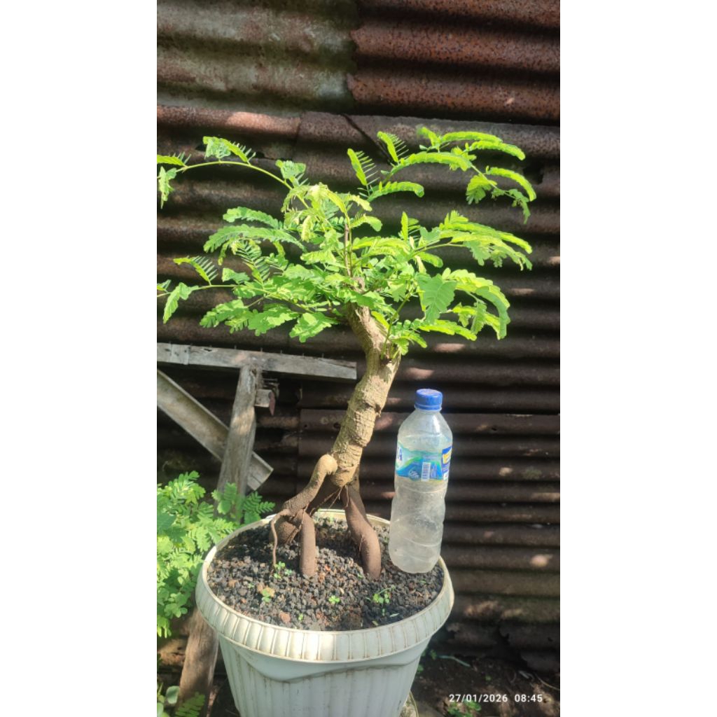bonsai asem jawa bahan bonsai dongkelan besar