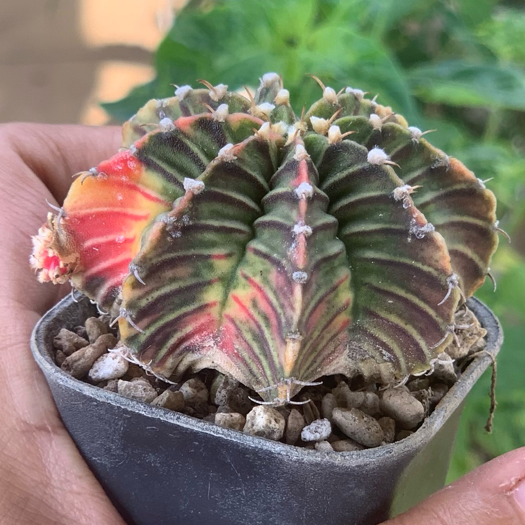 Gymnocalycium Lb Hybrid varigata tipis kaktus lb2178 lb 2178 var gymno tanaman hias hidup