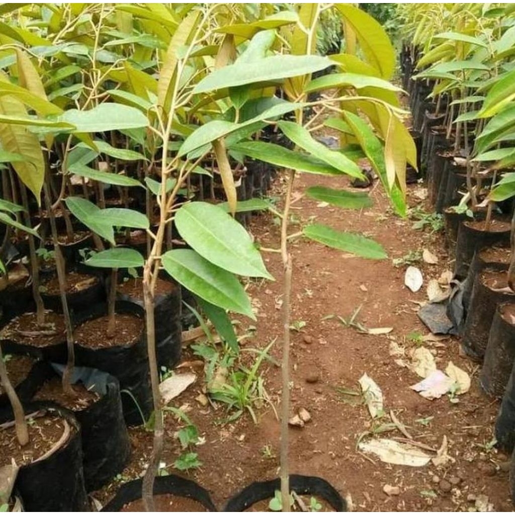 Bibit Durian Montong Thailand Pendek Sudah Hasil Okulasi Cepat Berbuah