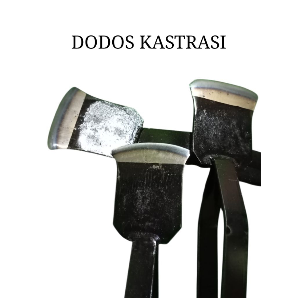 kastrasi dodos sawit dodos kastrasi