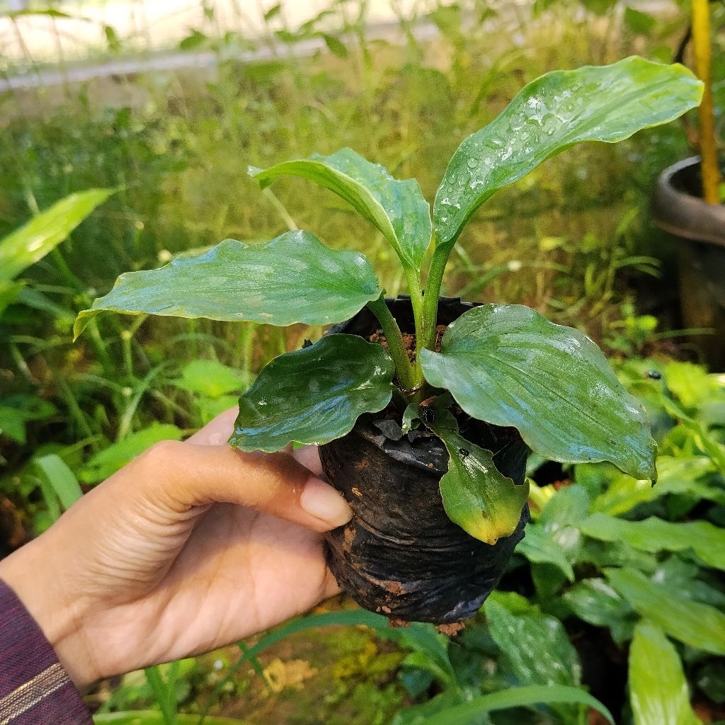 bibit kunyit putih(curcuma zedoaria)