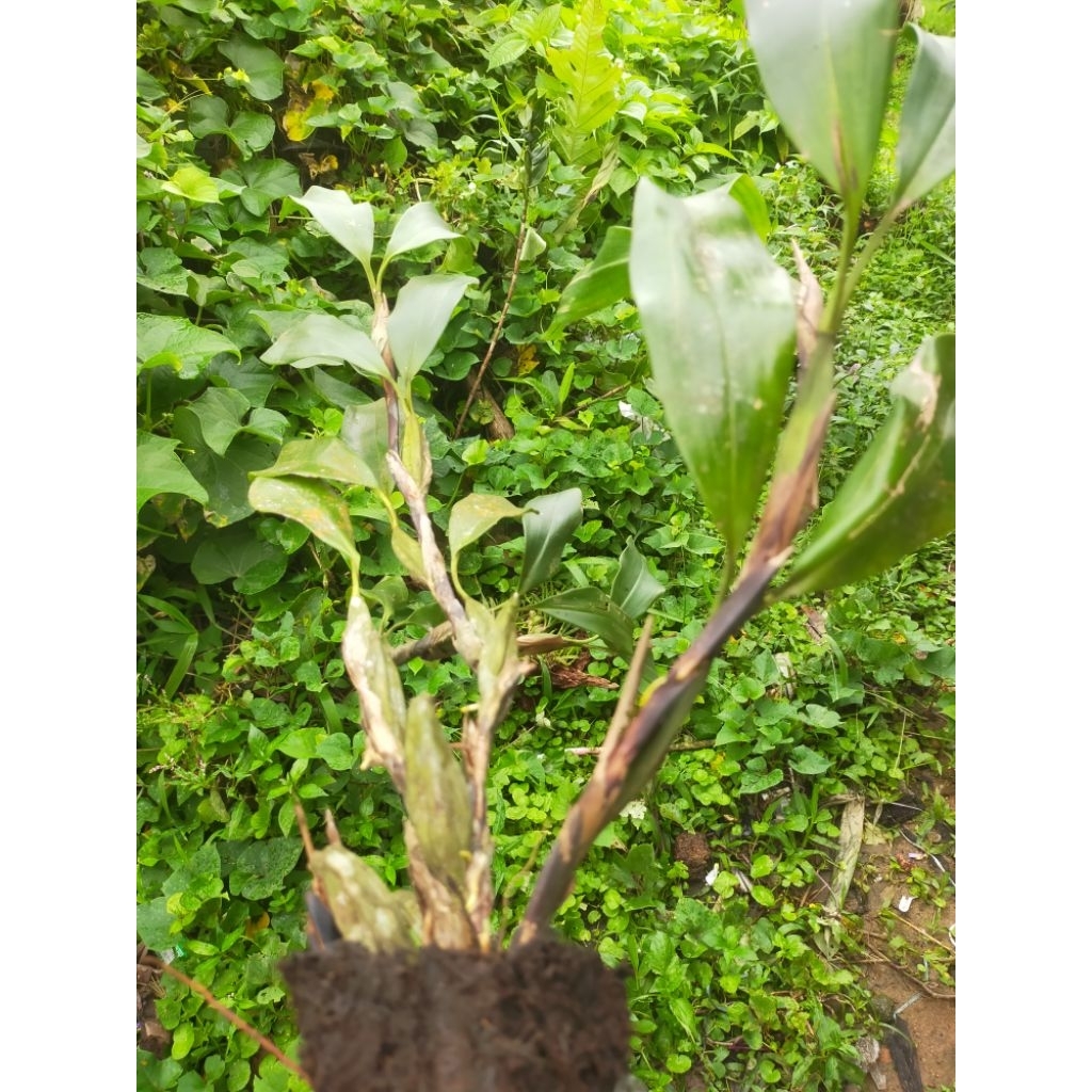 anggrek hutan langka