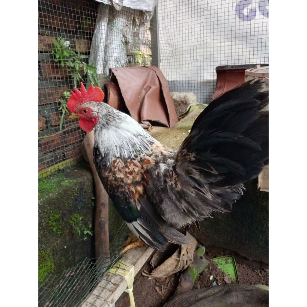 ayam kate jantan muda warna cantik