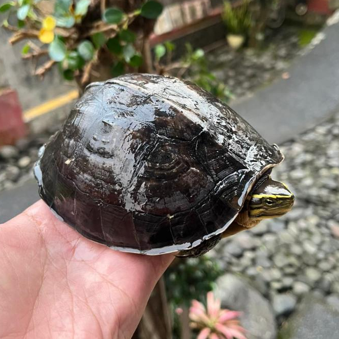 Pelet Kura Kura Ambon Batok Besar | Kura Kura Batu 10cm ke atas