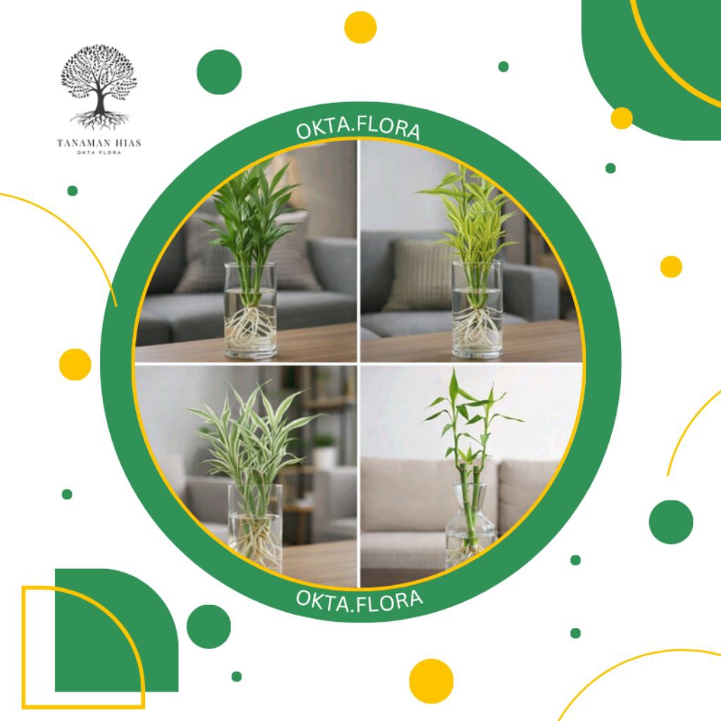 ( PAKET 3 BAMBU HOKI ) Paket 3 tanaman bambu hoki media air - tanaman keberuntungan - bambu hoki kun