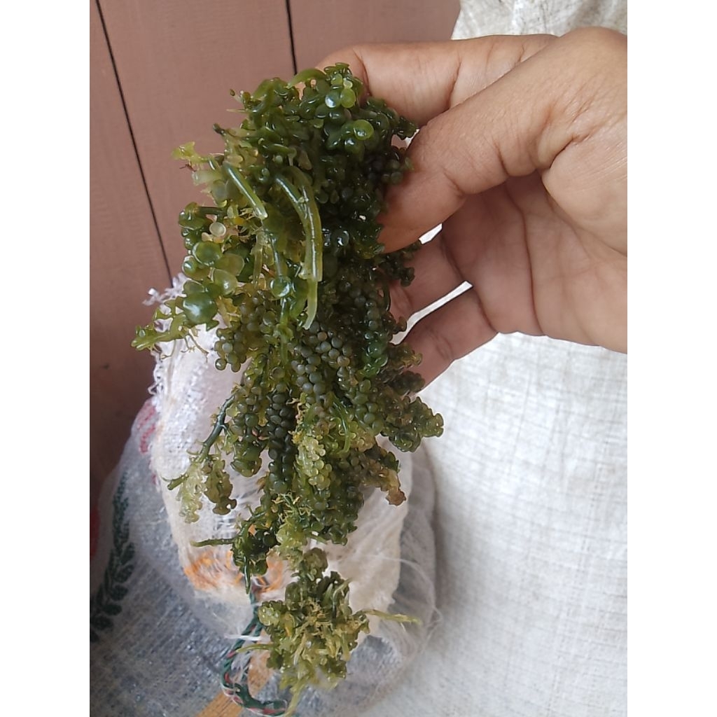 anggur laut/latuh 1 kg