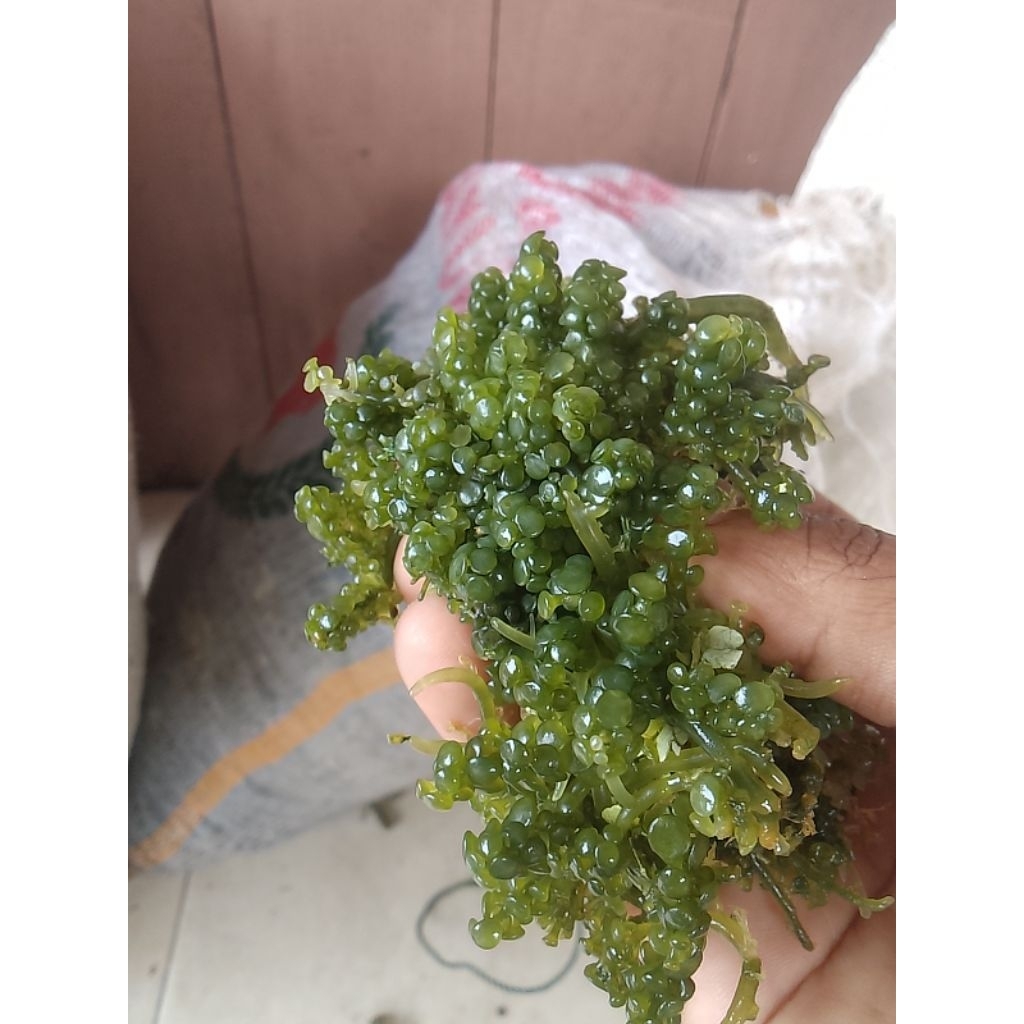 anggur laut 1kg