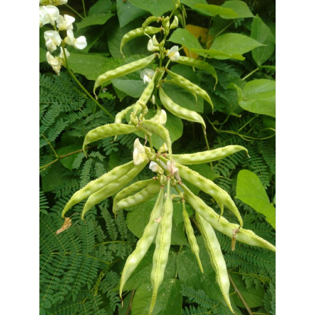 Sayur Koro Uceng ijo petik segar