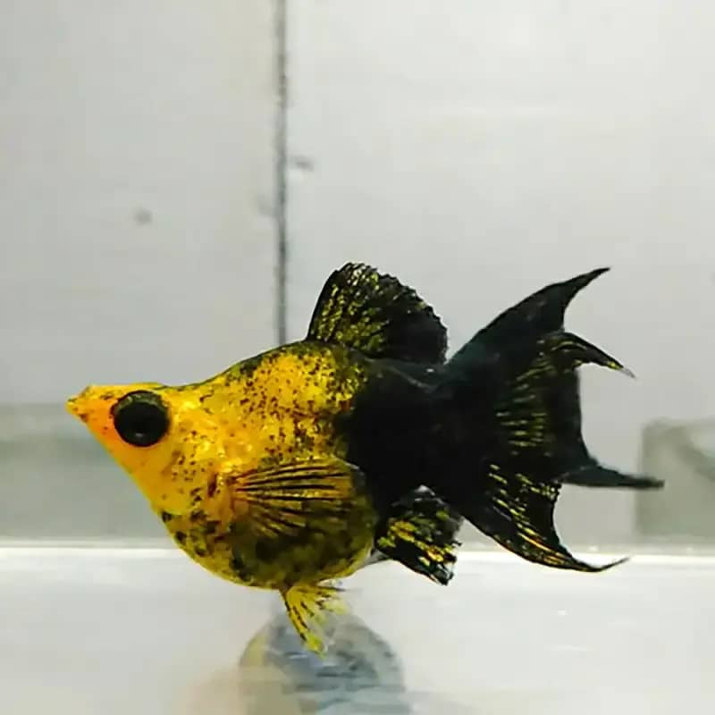 Hiasan Aquascape - Molly Golden Black Lyretail / Cawang Balon / Balloon