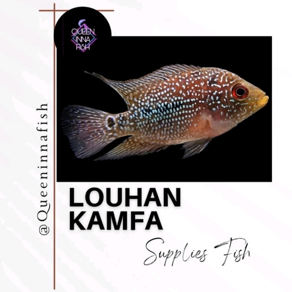 Ikan Louhan Baby | Lohan Kamfa / SRD / Mutiara Mixing