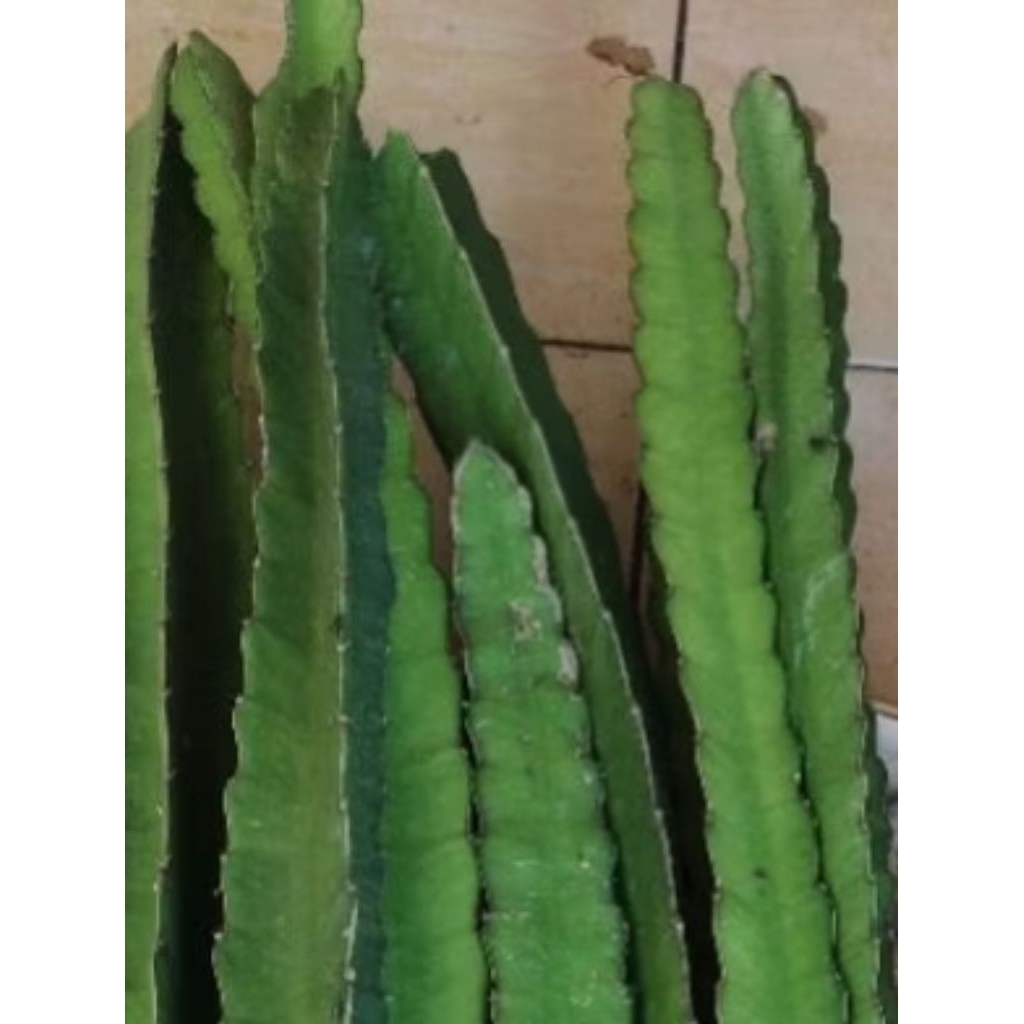 bibit  buah naga hitam tinggi 50  cm