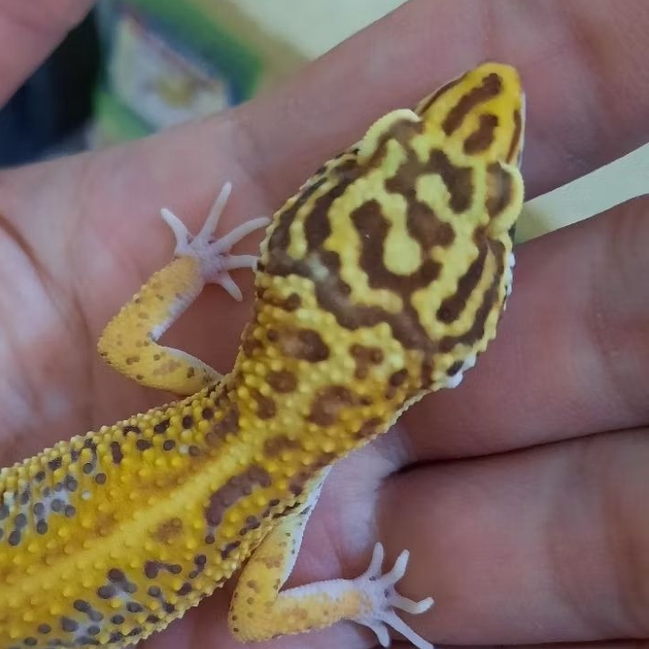 Mainan Unik Gecko leopard BS BELL Kepala Huruf S