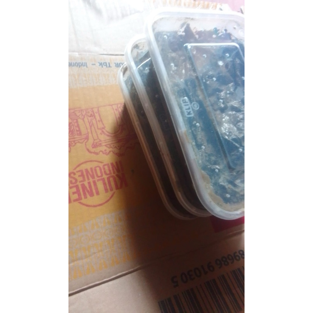 cacing laut kilang kilung //6 pack untuk umpan mancing ikan laut dan ikan air tawar