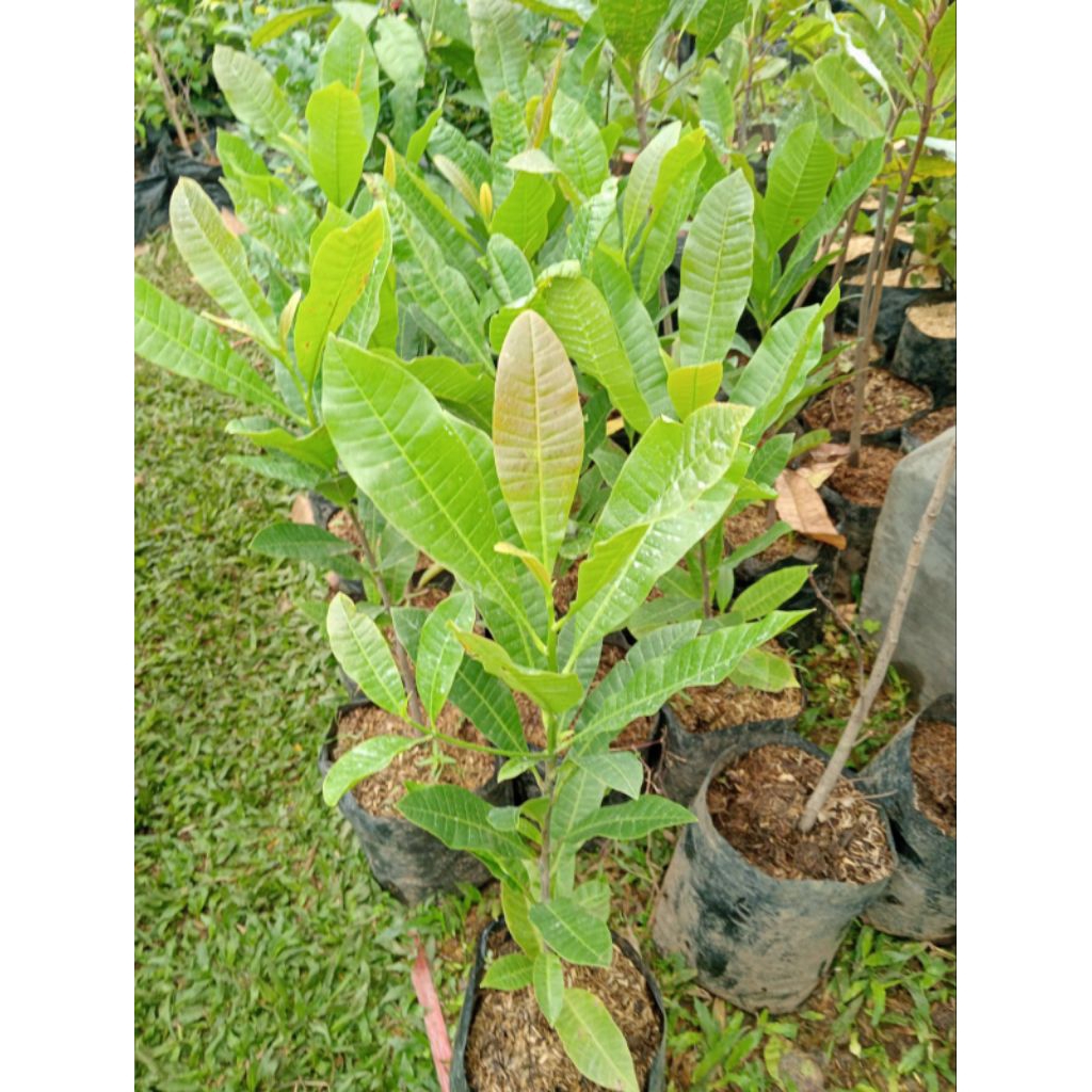 Bibit tanaman pohon jambu mete/pohon jambu monyet