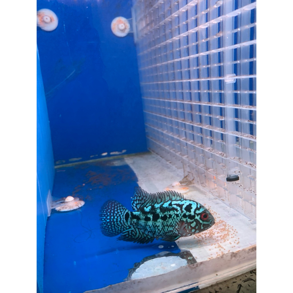 Ikan louhan female kamfa f2