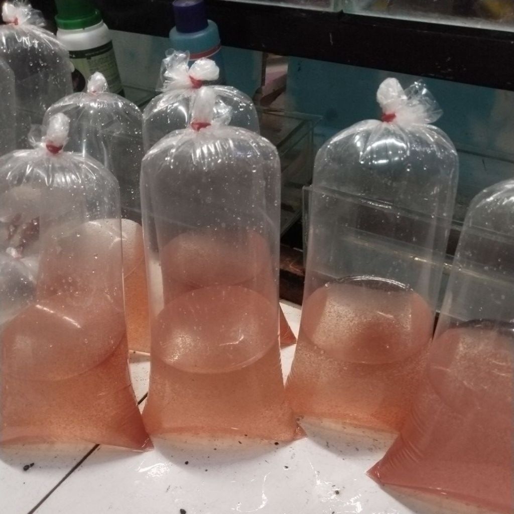 kutu air/ pakan burayak/ pakan cupang/ pakan ikan hias/pakan ikan kecil