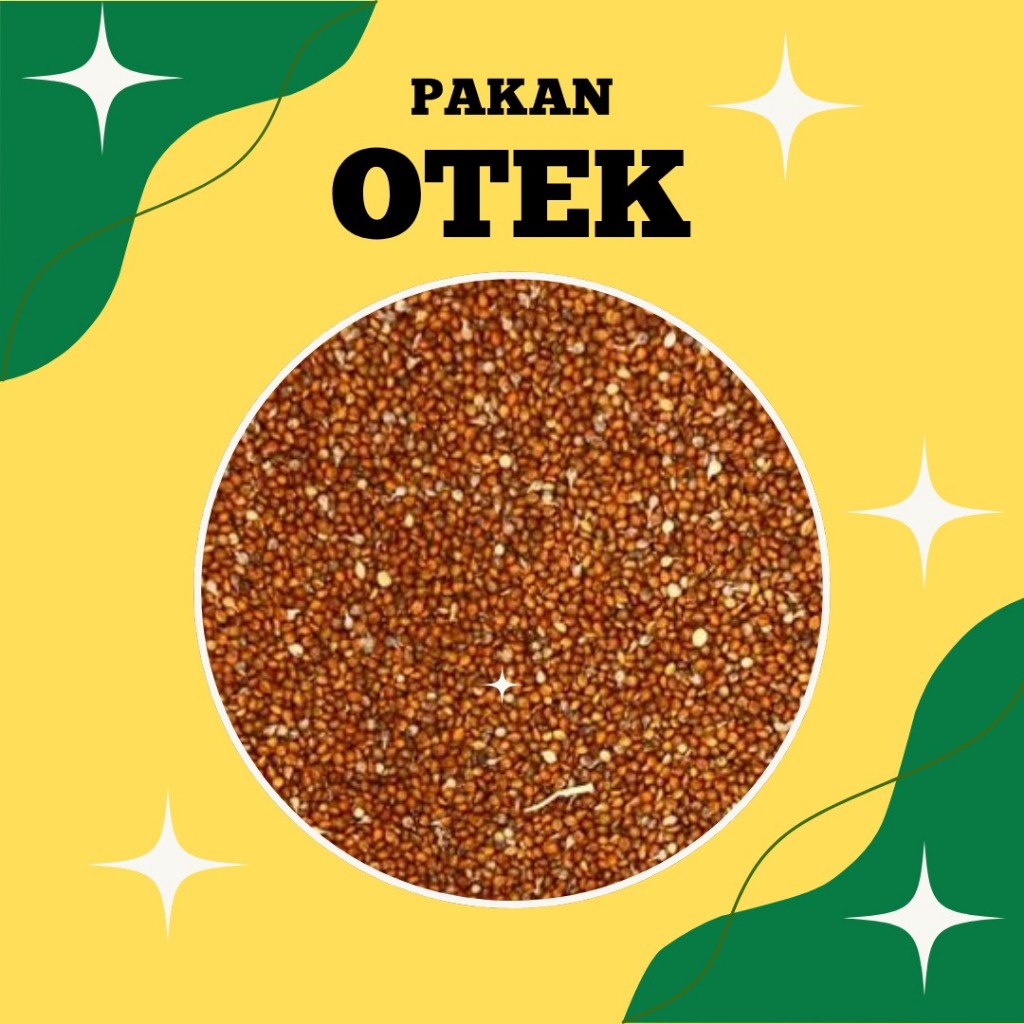 Pakan Otek Kiloan Untuk Pakan Kenari, Blackthoat, Sanger