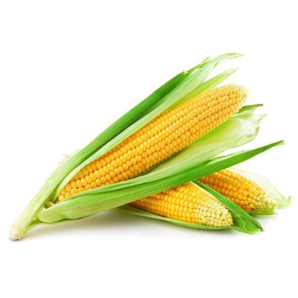jagung muda 1kg