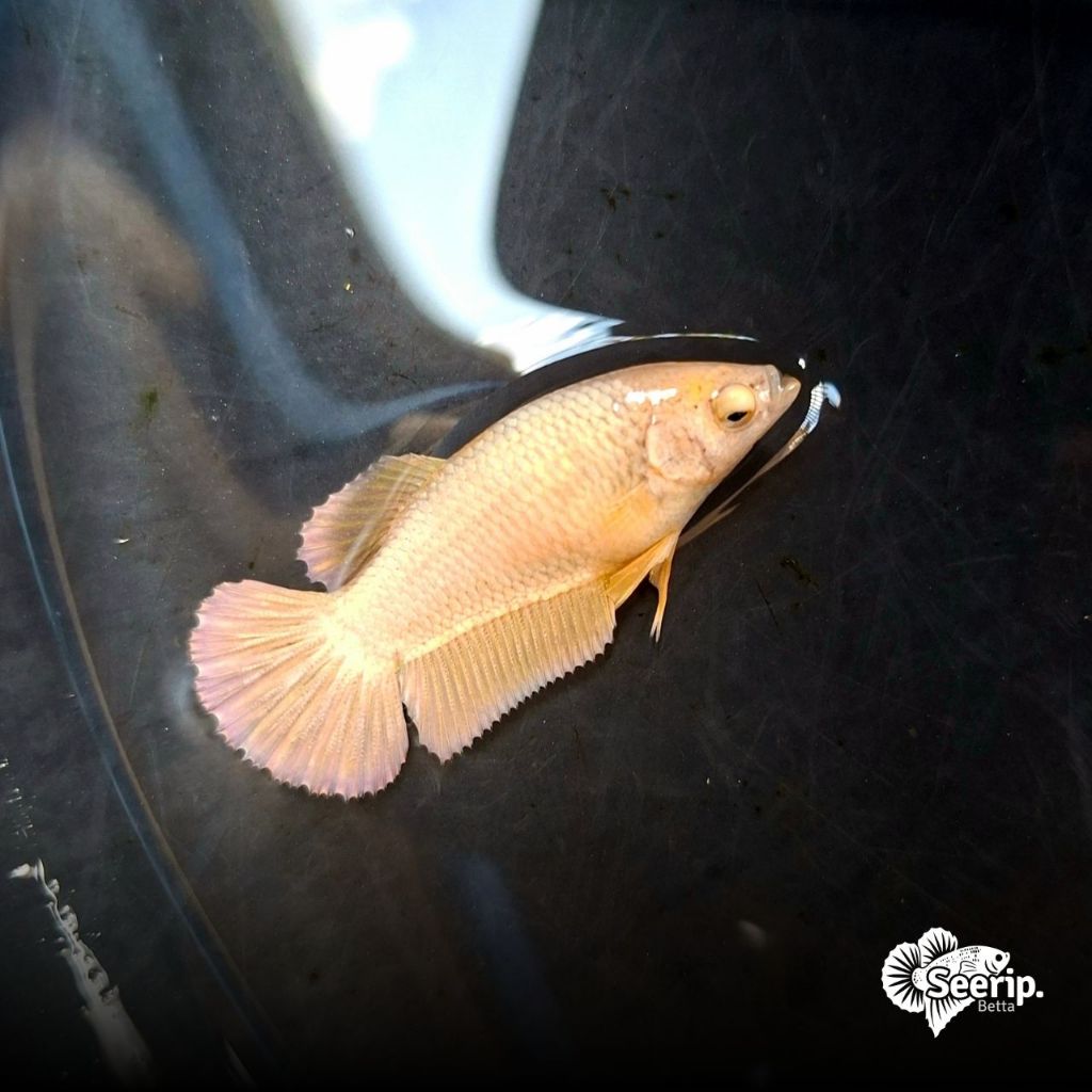 HMPK Female Gold | Seerip Betta