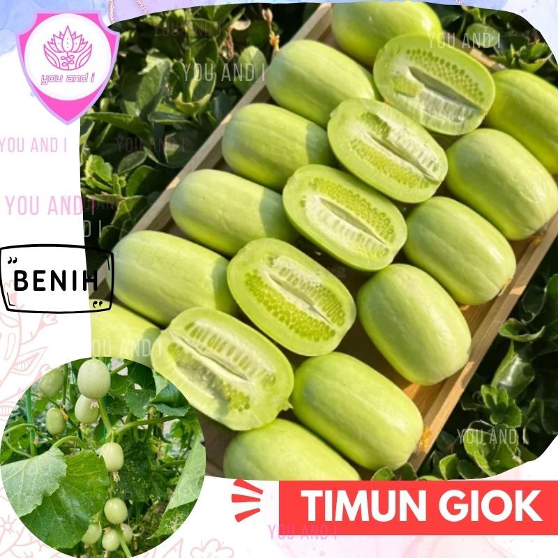 Benih TIMUN GIOK [isi-4] Biji Buah Unik Mentimun Jade