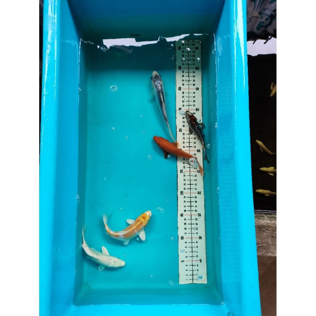 Ikan koi shusui dan hariwake