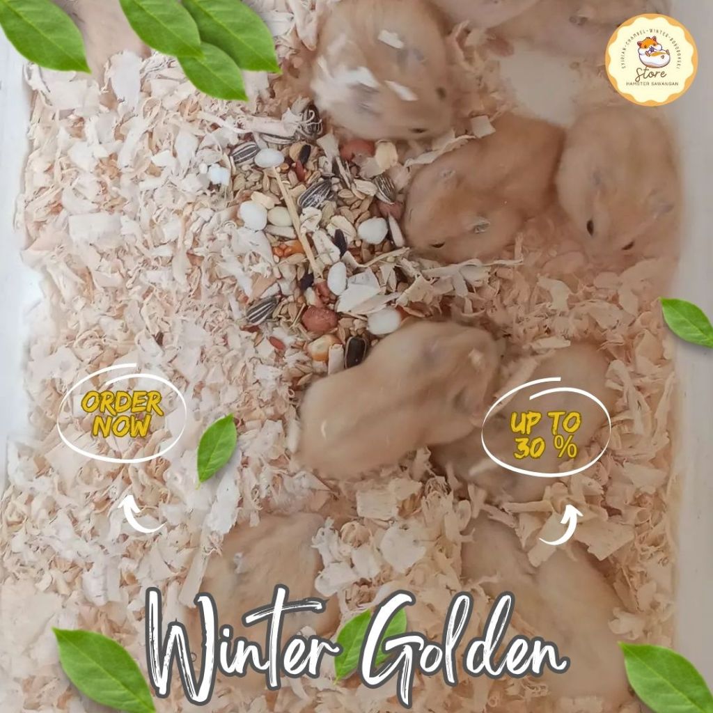 HAMSTER WINTER GOLDEN / PYL (GOJEK & GRAB)