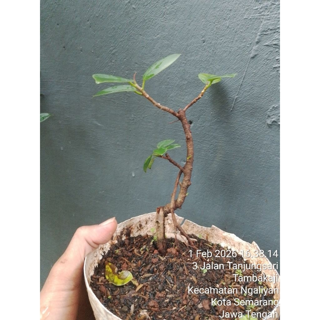 Bonsai mame Beringin Dolar Realpict