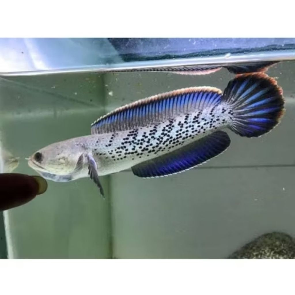 Stewarti Paket Ikan Chana isi 5 ekor