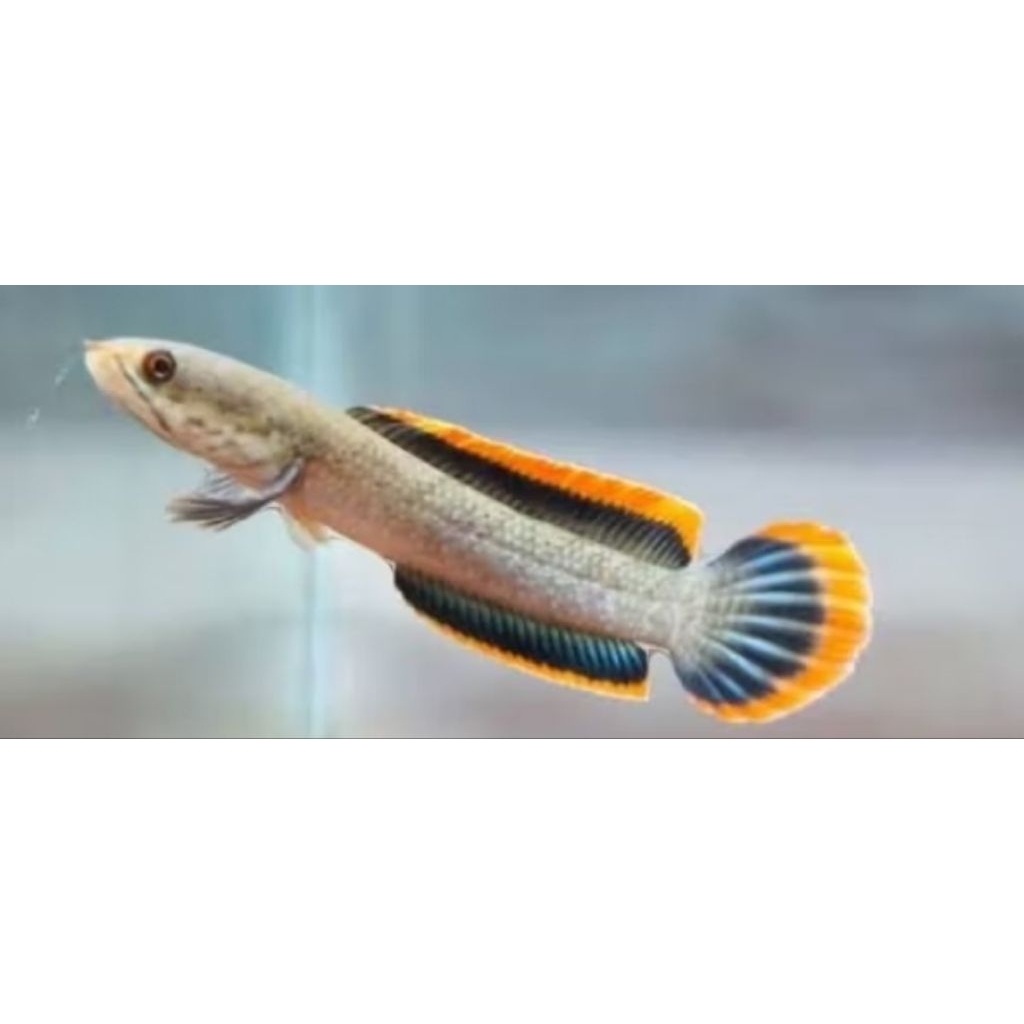 Limbata cb rim tebal size 3 cm bahan kontes