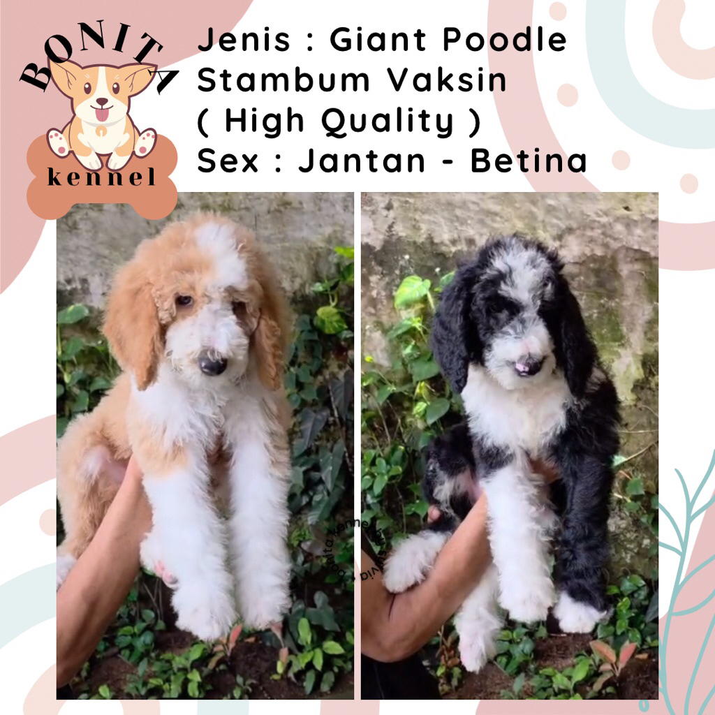 Particolor Giant Poodle Stambum Anjing Poodle Giant Jantan Betina