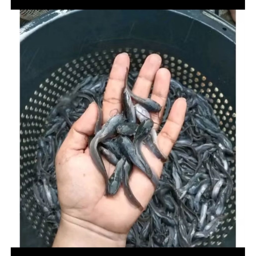 BIBIT IKAN LELE UKURAN 7-8 CM PERBALL (ISI 35 Ekor)