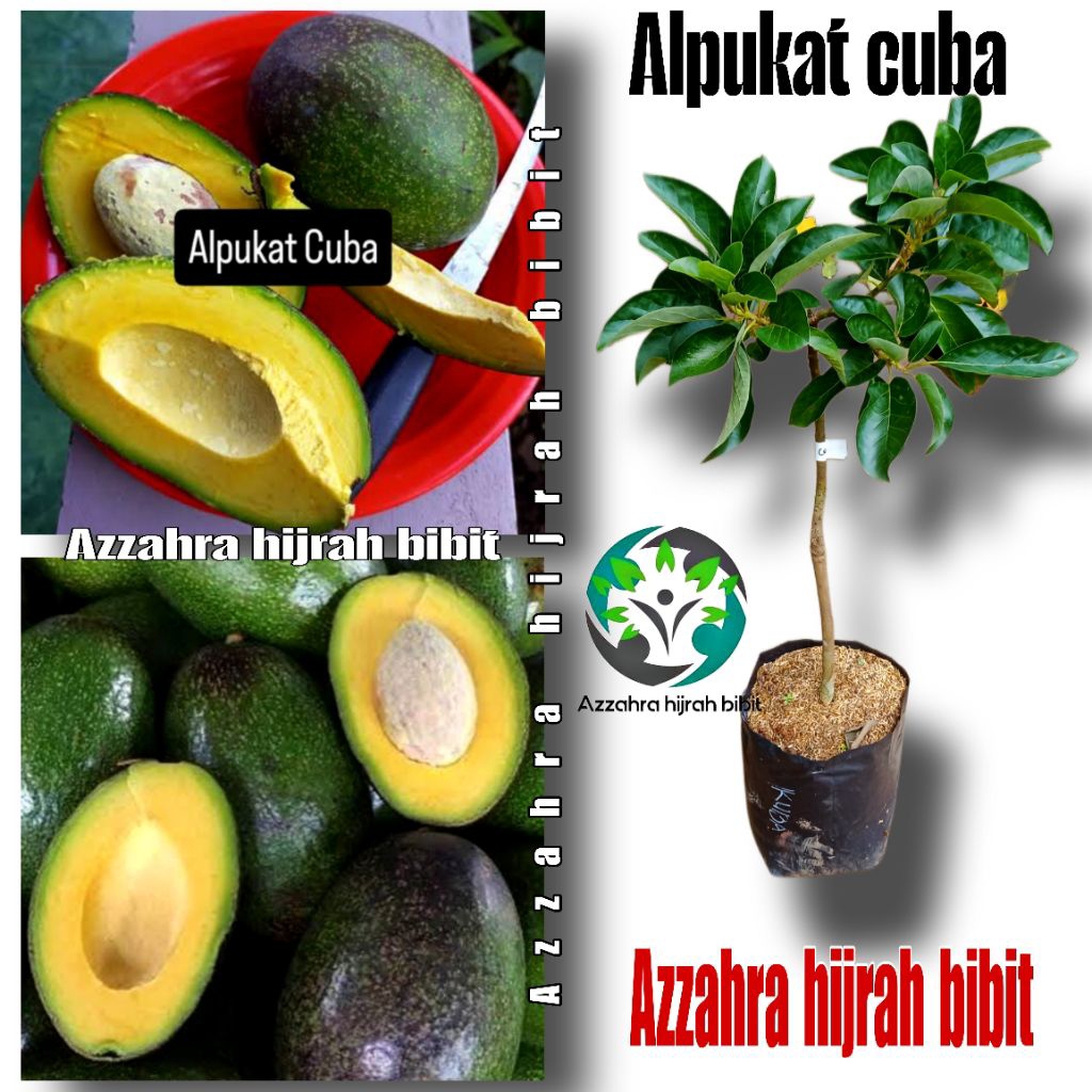 BIBIT ALPUKAT CUBA/BIBIT TANAMAN ALPUKAT CUBA/SAMBUNG PUCUK AZZAHRA HIJRAH BIBIT