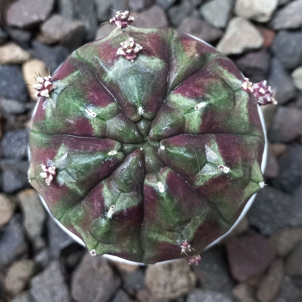 KIYA ZONA KAKTUS Gymnocalycium Daydream Indukan Besar  6cm Up