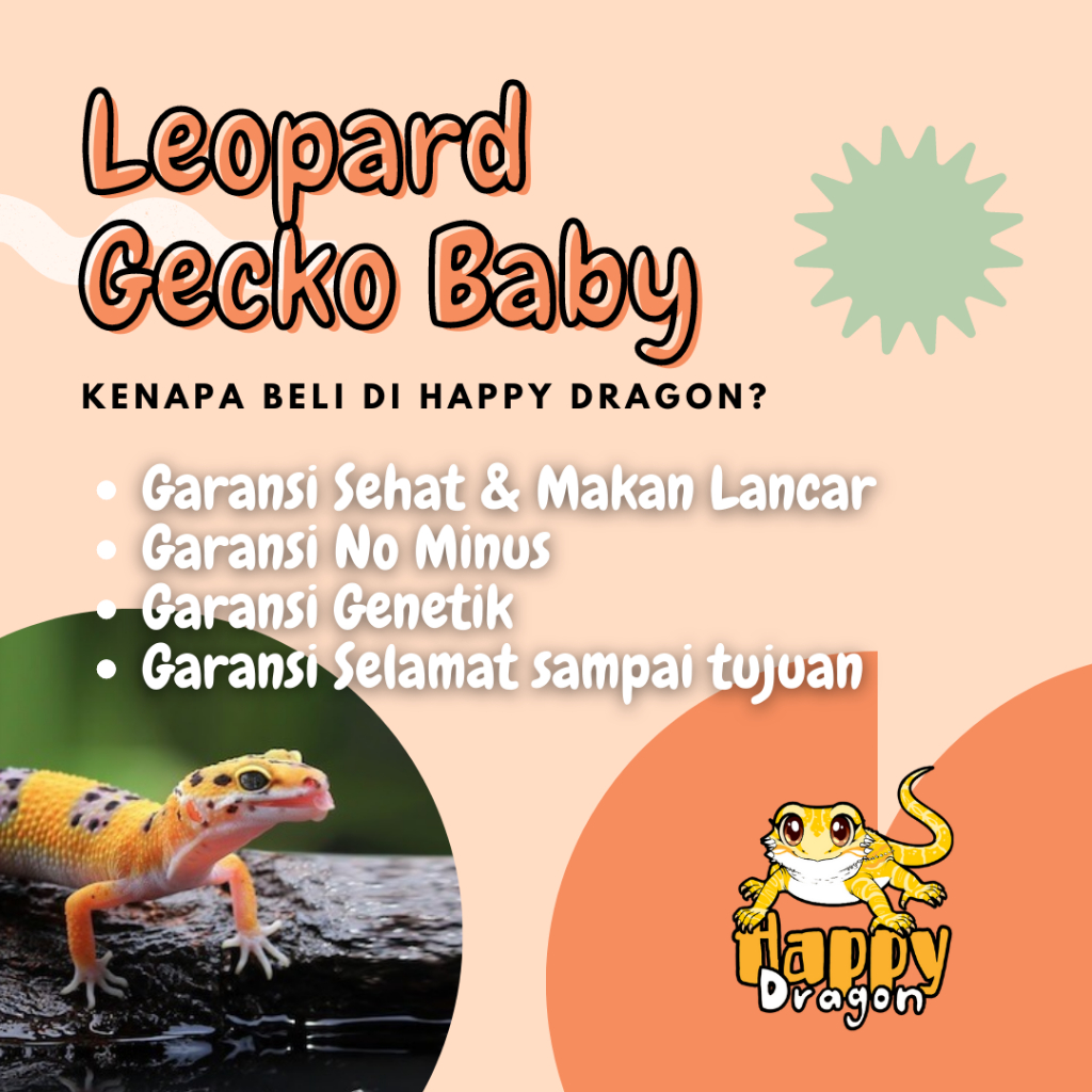 Mainan Anak Gecko Baby (BUKAN IGUANA, KURA, TOKEK, KADAL, TORTOISE)