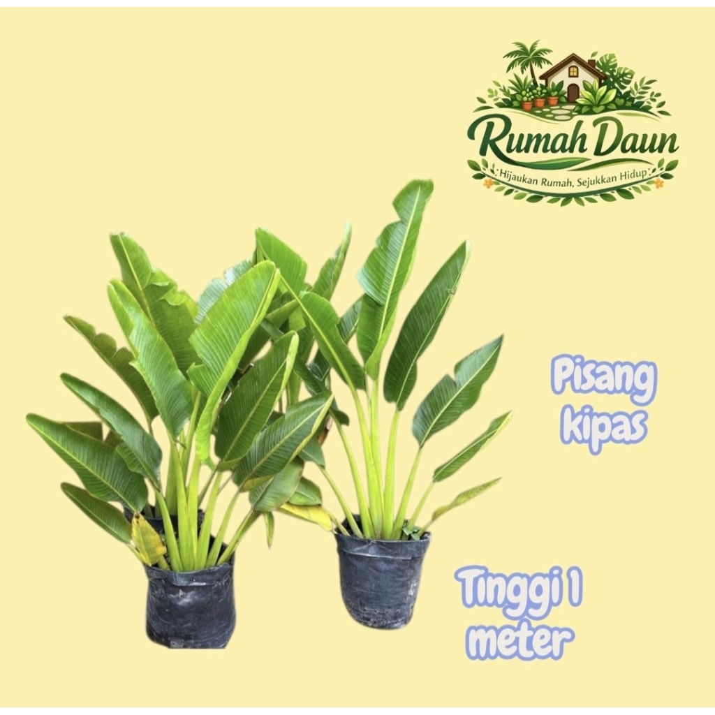 tanaman hias pisang kipas tinggi 1 meter - pohon pisang kipas