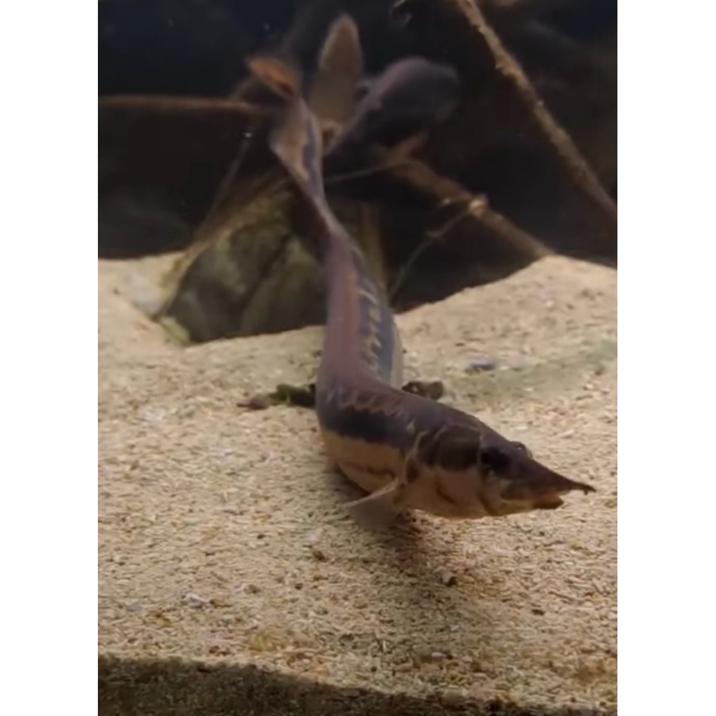 Hiasan Aquarium ikan Black Pearly Spiny Eel (Mastacembelus Notophthalmus) sili kacang
