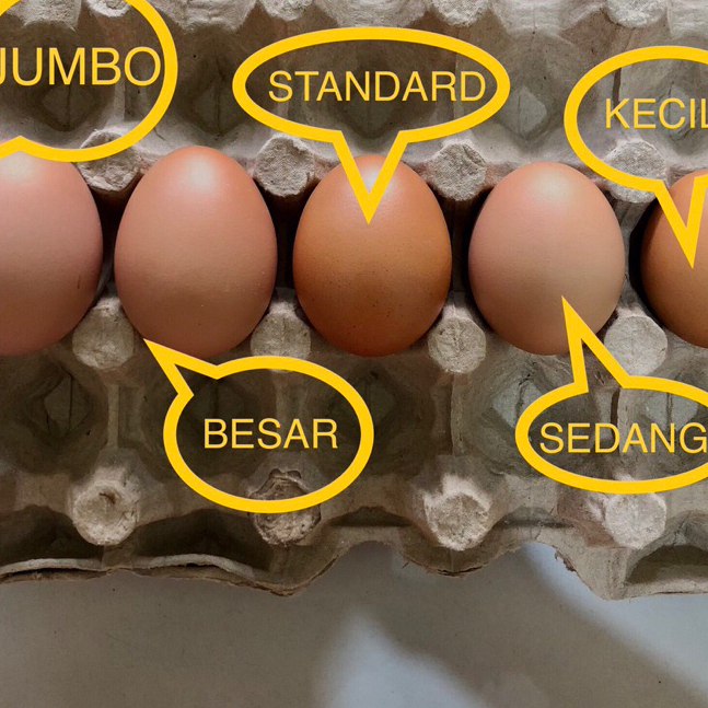 Telur Ayam Eropa | Telur Ayam Negeri per butir