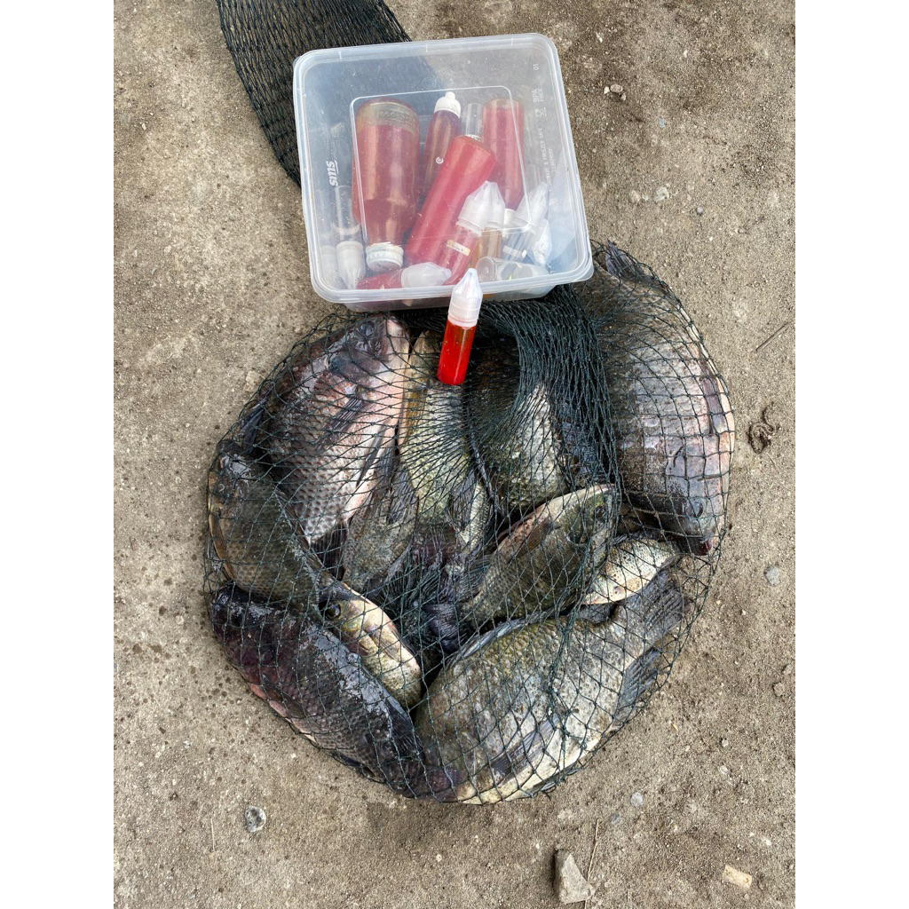 rambo essen krotok express