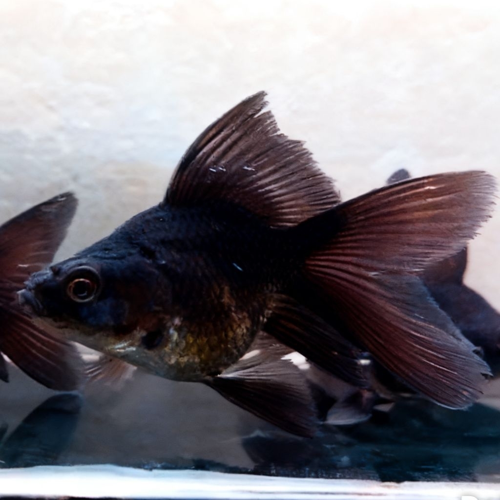 Hudielong SB Black Karashu Super 6-8cm Koi kupu Kupu Naga Short Body Bulat Long Fin Slayer