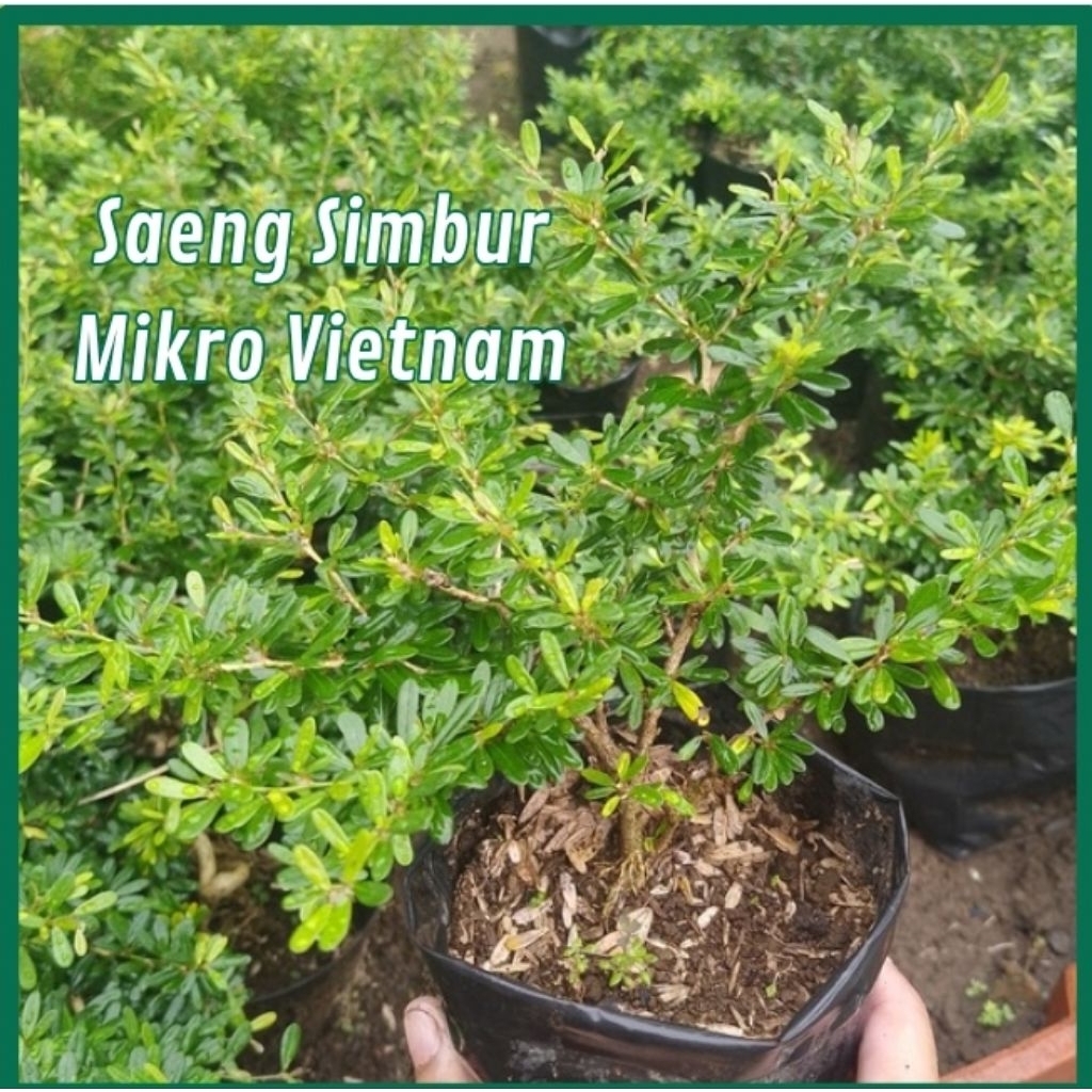 Bahan Bonsai Saeng Simbur Mikro Vietnam Bunga Ungu