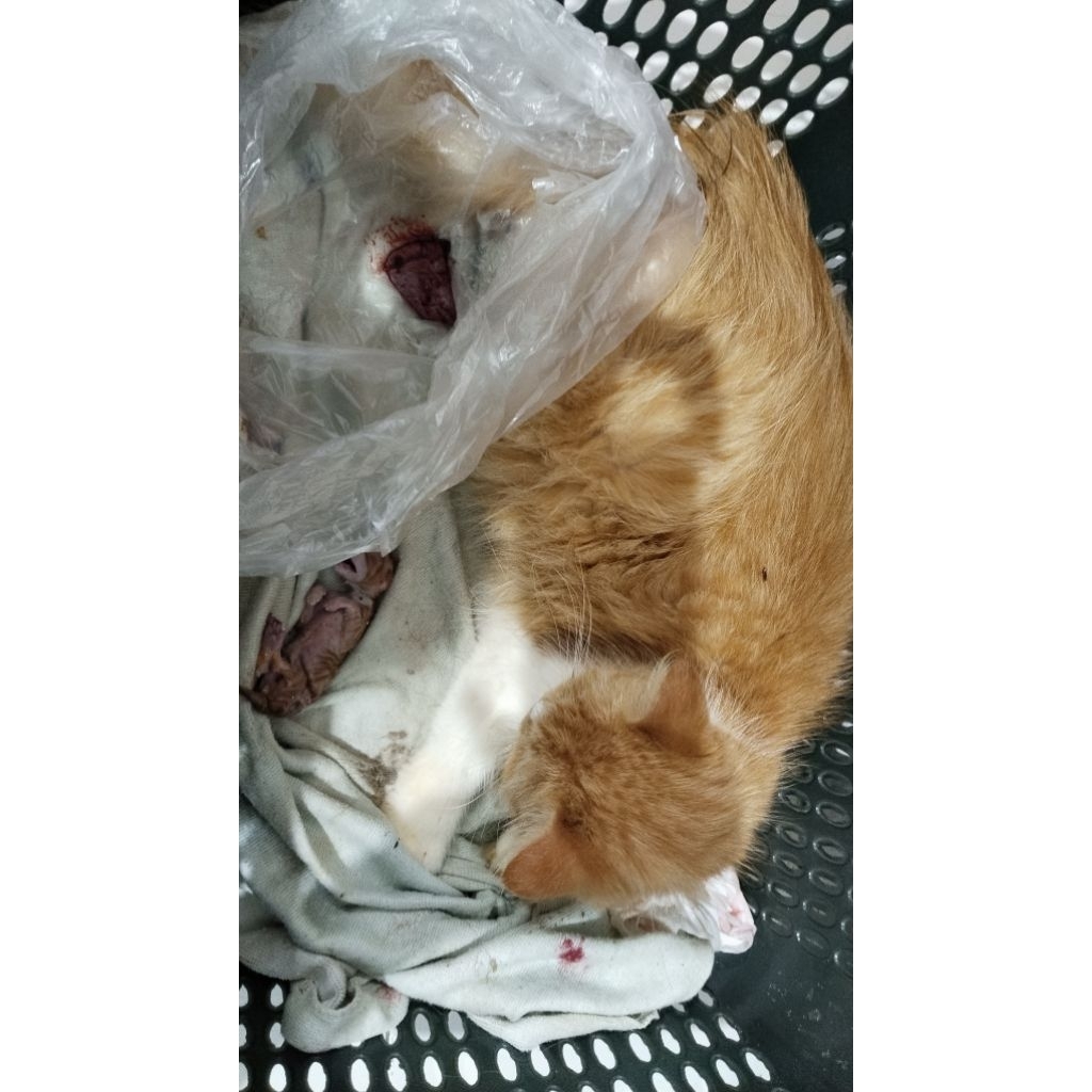 ari ari bali bali kucing