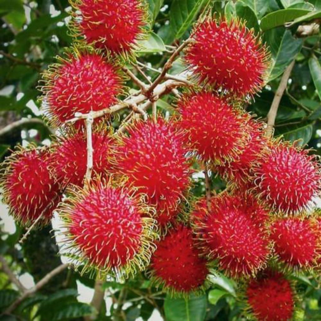 COD bibit rambutan binjai hasil okulasi cepat berbunga