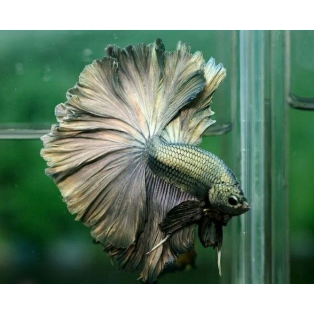 ikan cupang HM cooper orthai Gred A++ .jantan size dewasa 5bulanan