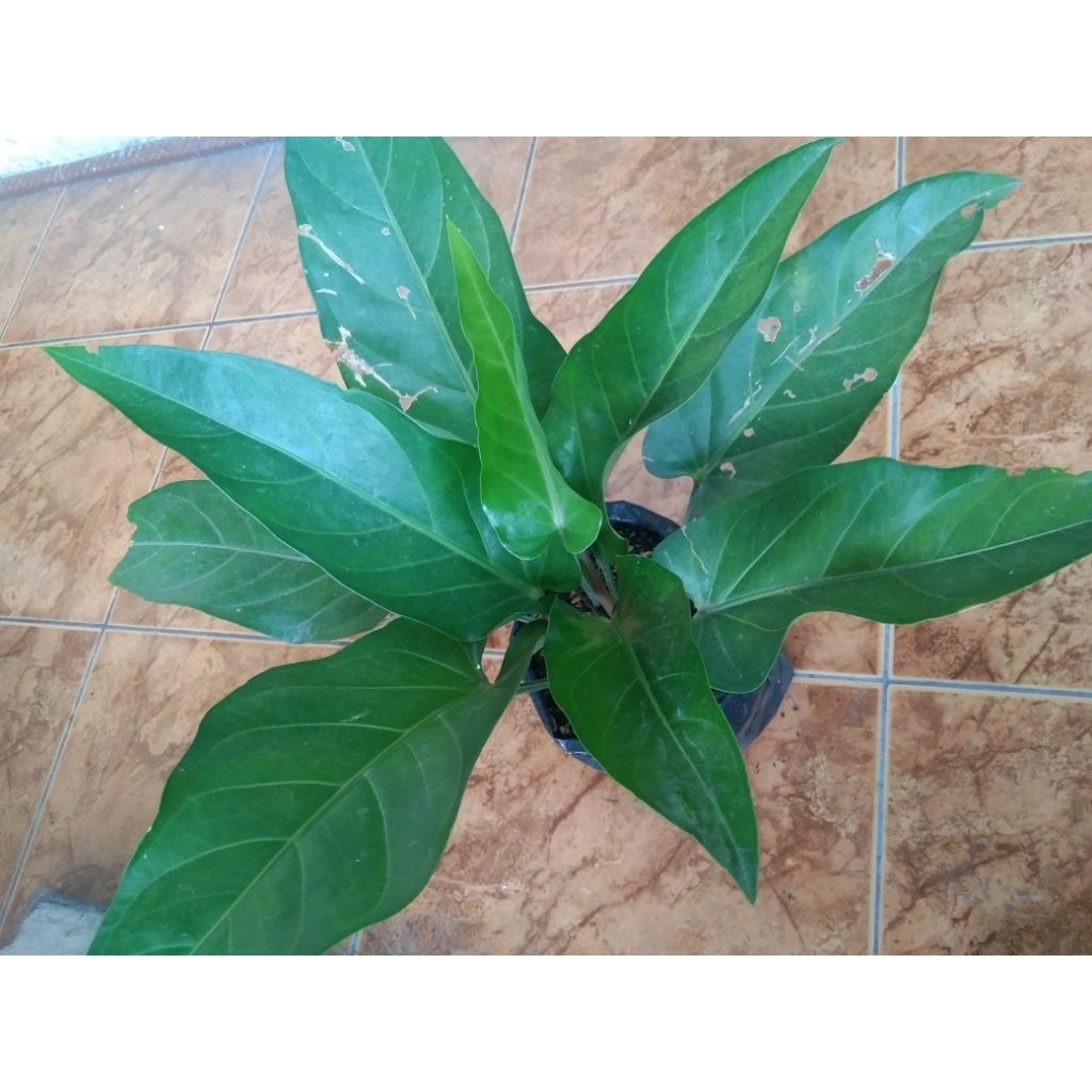 Anthurium Garuda