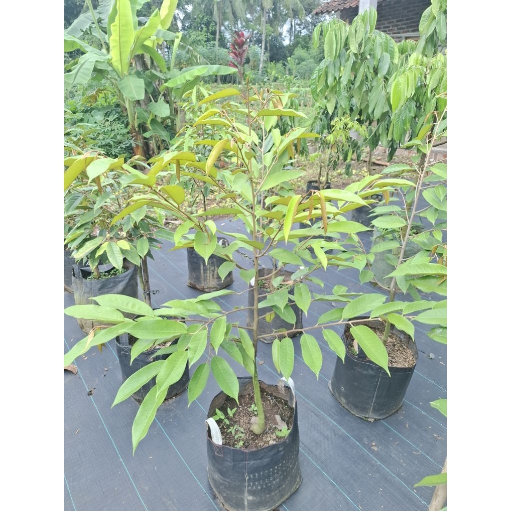 Bibit durian tabulampot Kw