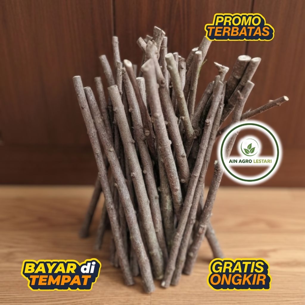 BAHAN BONSAI ANTING PUTRI BATANG PUTIH STEKAN FRESH