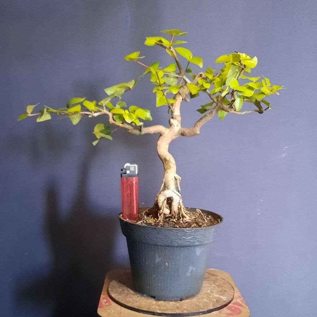 bonsai dewandaru realpict